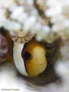 Fashionosta!
Anemone fish in bonnet... by Iyad Suleyman 